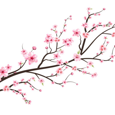 Almond Blossom Illustrations Templates 293276