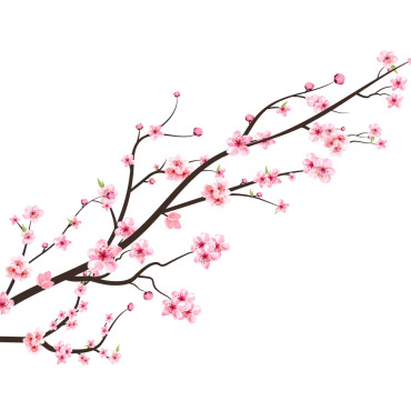 Almond Blossom Illustrations Templates 293278