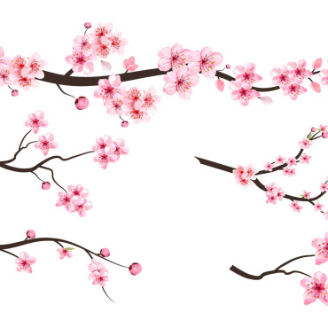 Almond Blossom Illustrations Templates 293291