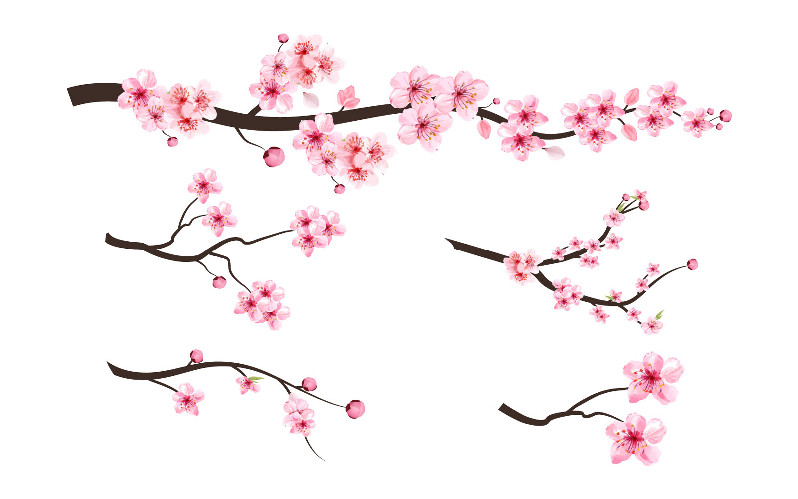 Sakura Branch with Pink Blossom