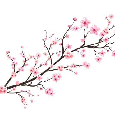 Almond Blossom Illustrations Templates 293292