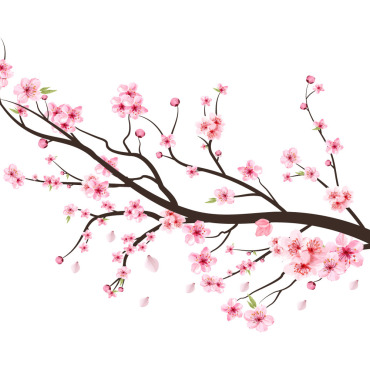 Almond Blossom Illustrations Templates 293511