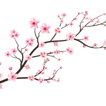 Almond Blossom Illustrations Templates 293513