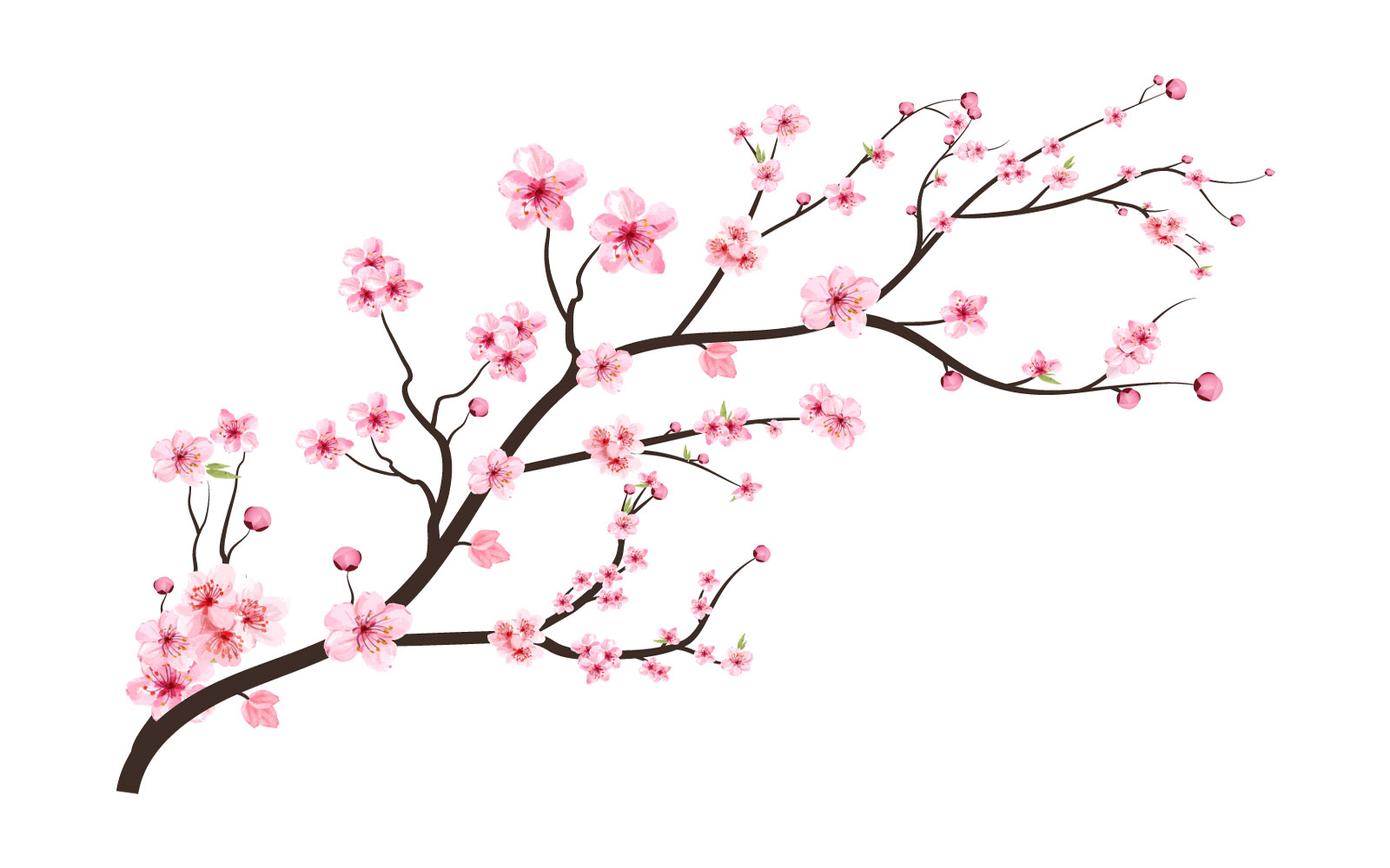 Cherry Blossom with Spreading Sakura Bud