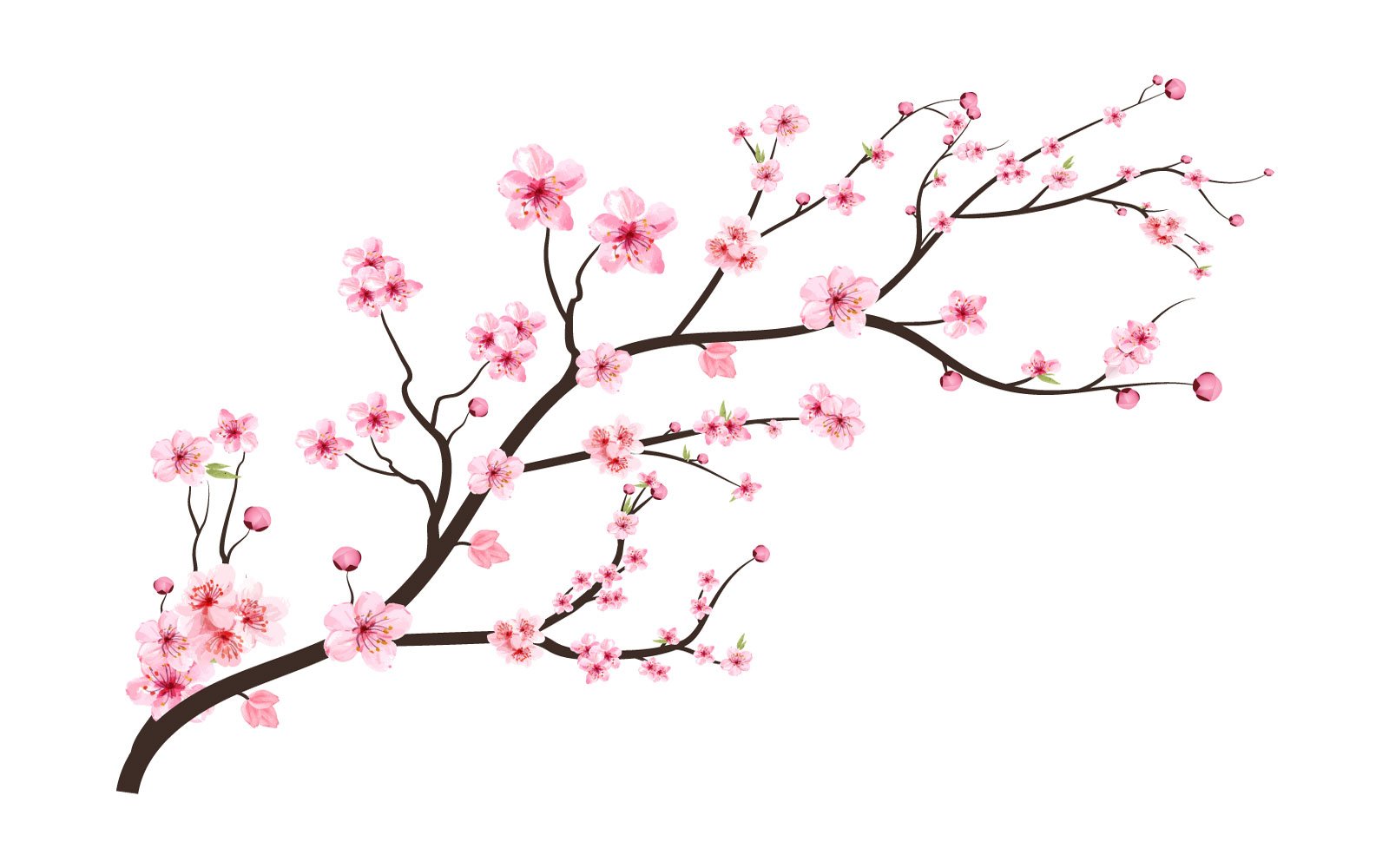 Cherry Blossom with Spreading Sakura Bud