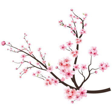 Almond Blossom Illustrations Templates 293516