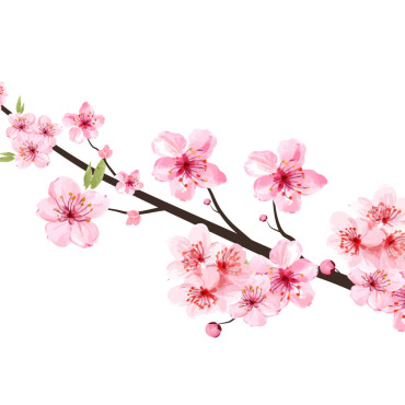 Almond Blossom Illustrations Templates 293518