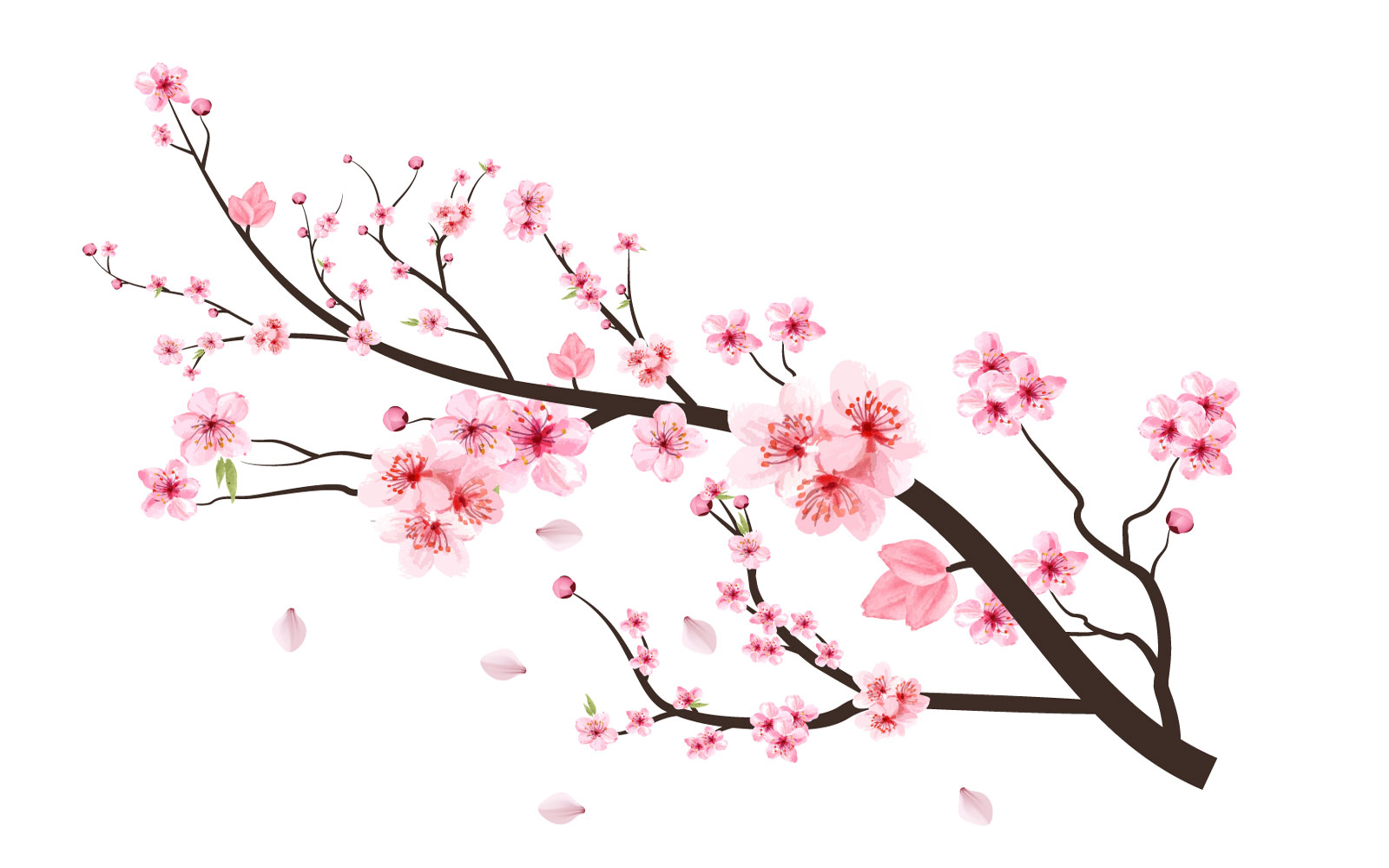 Japanese Cherry Blossom with Pink Sakura Graphic by IftiDigital