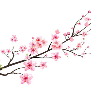 Almond Blossom Illustrations Templates 293562