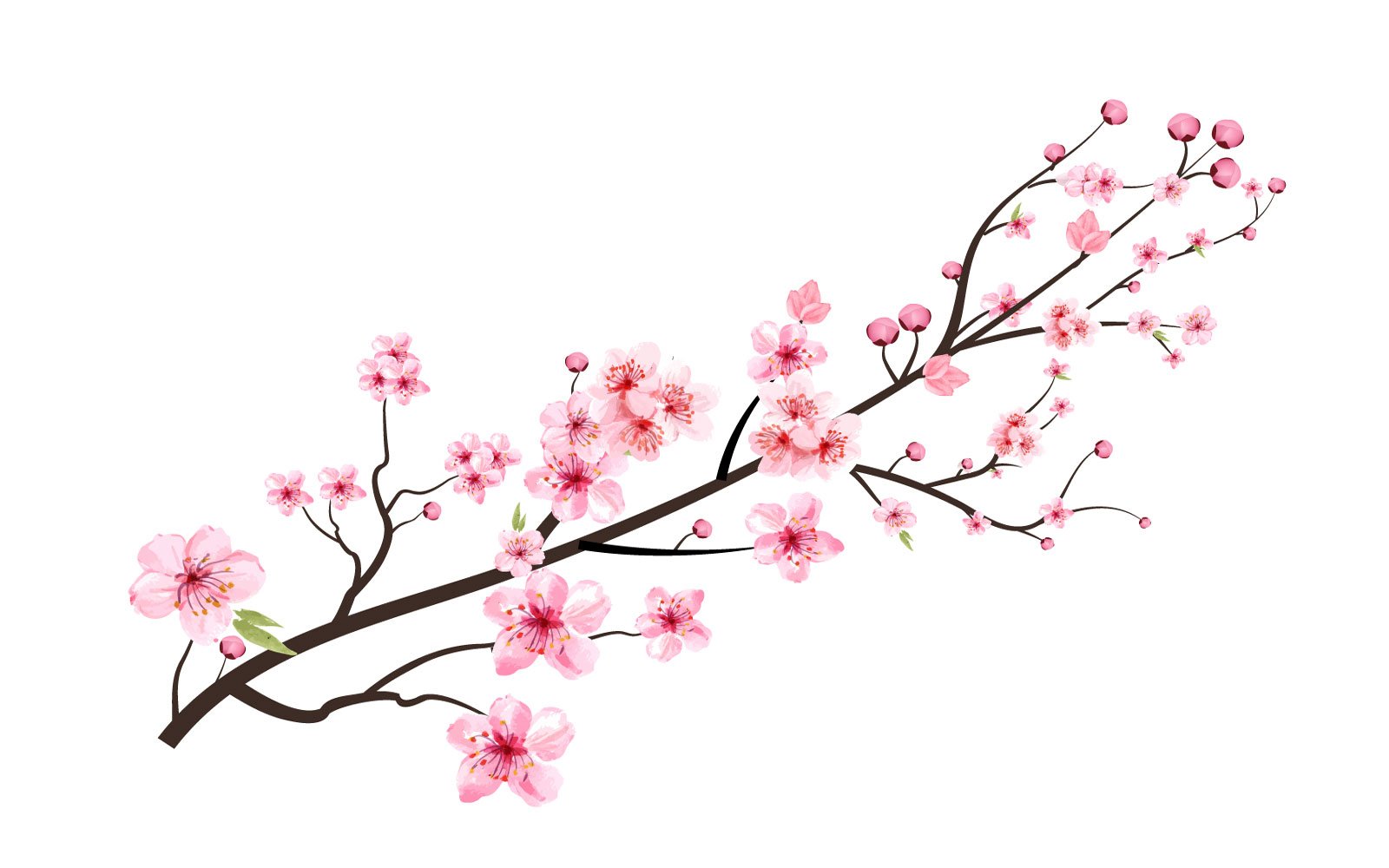 Cherry Blossom with Pink Sakura Flower Petal