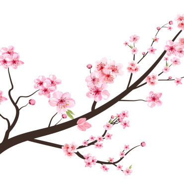 Almond Blossom Illustrations Templates 293563