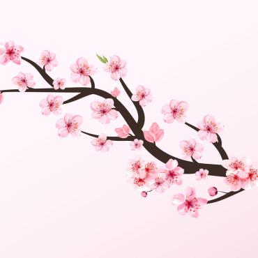 Almond Blossom Illustrations Templates 293573