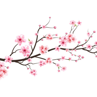 Almond Blossom Illustrations Templates 293577