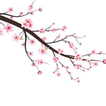 Almond Blossom Illustrations Templates 293579