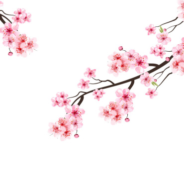 Almond Blossom Illustrations Templates 293582