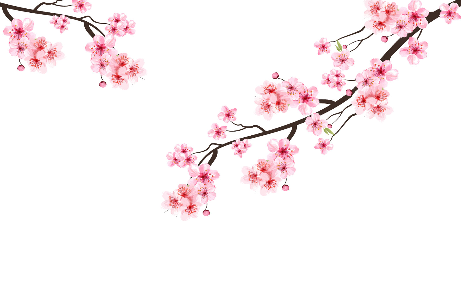 Cherry Blossom Watercolor Flower