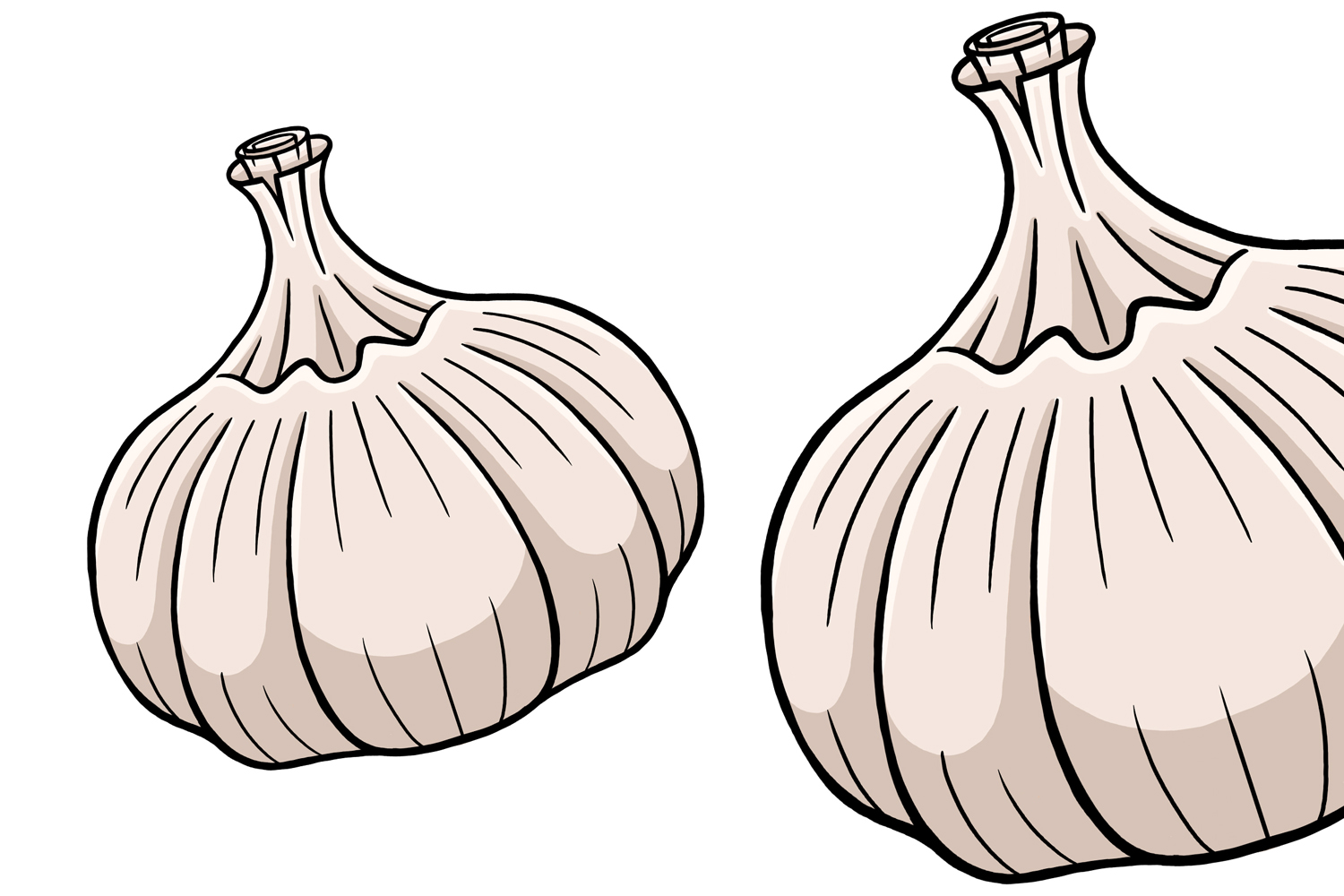 Garlic Vector Illustration