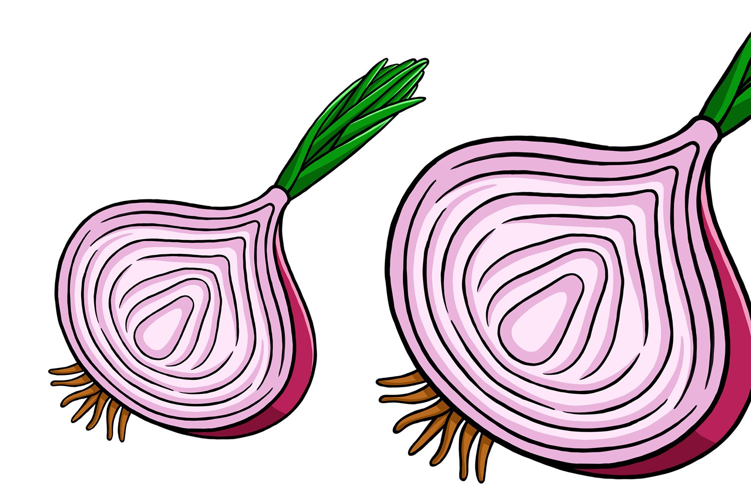 Onion Vector Illustration #01