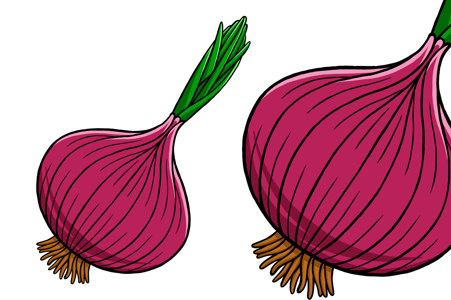 Onion Vector Illustration #02