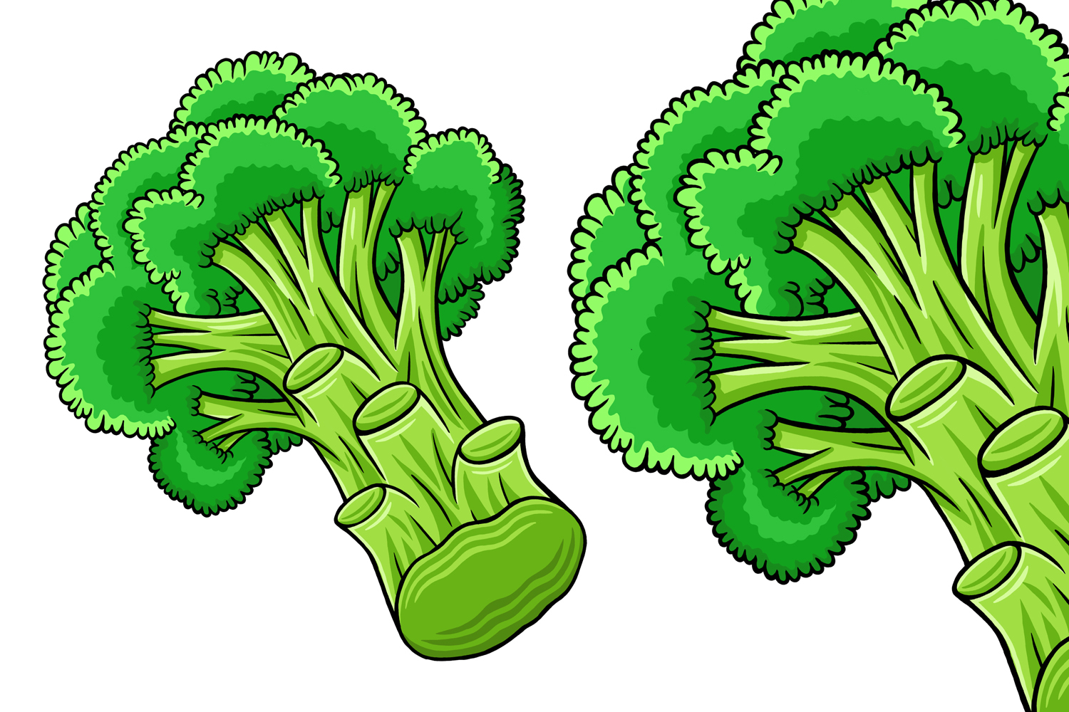 Broccoli Vector Illustration