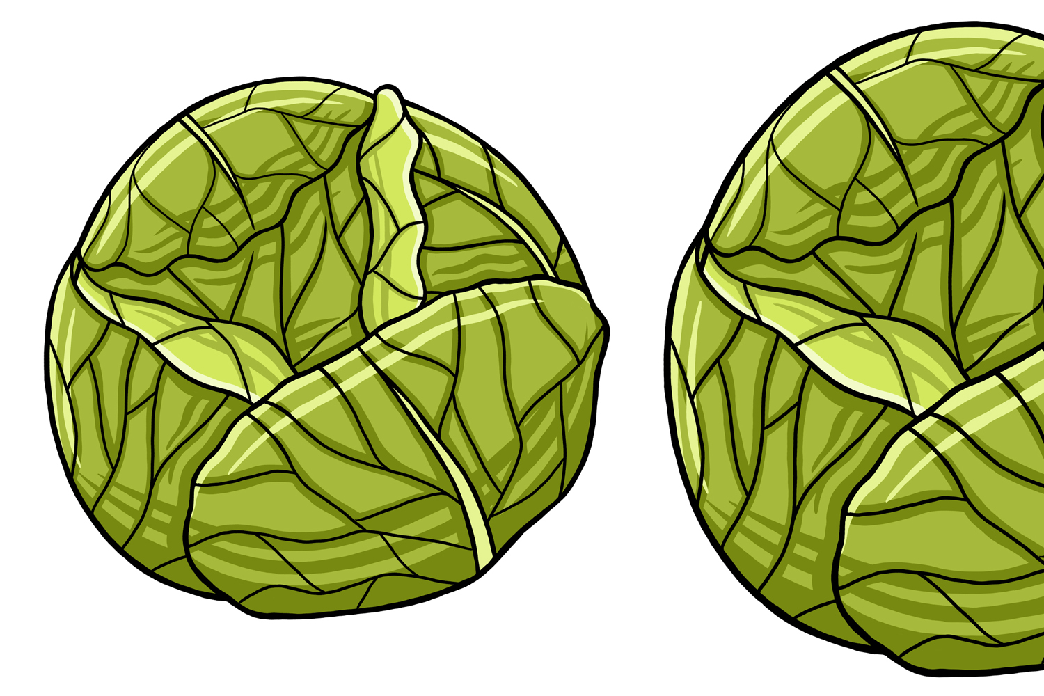 Cabbage Vector Illustration