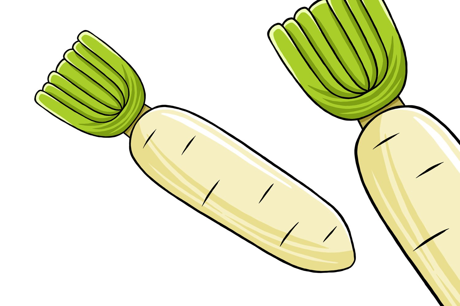 Radish Vector Illustration