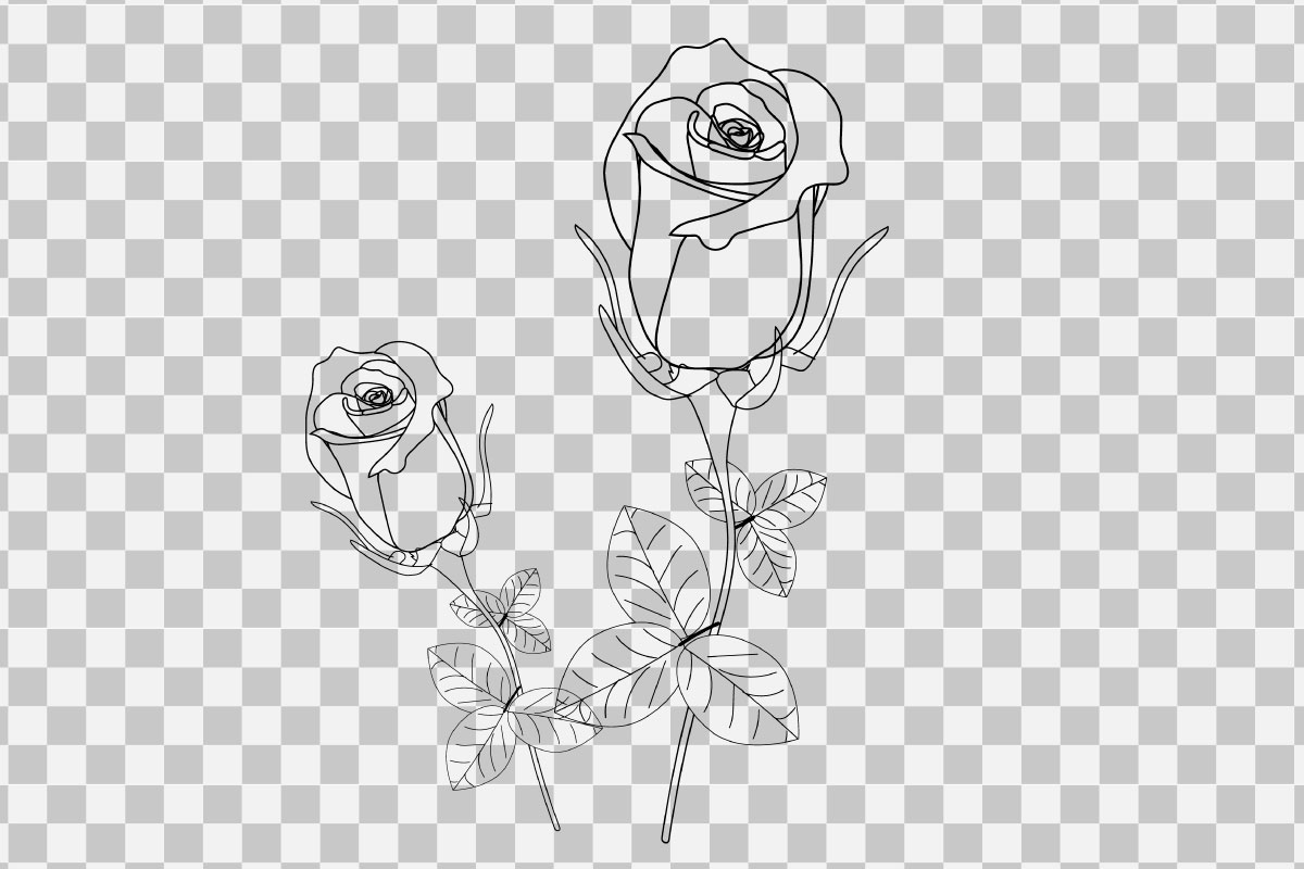 Line art  rose realistic rose bouquet with red flower vector illustrator