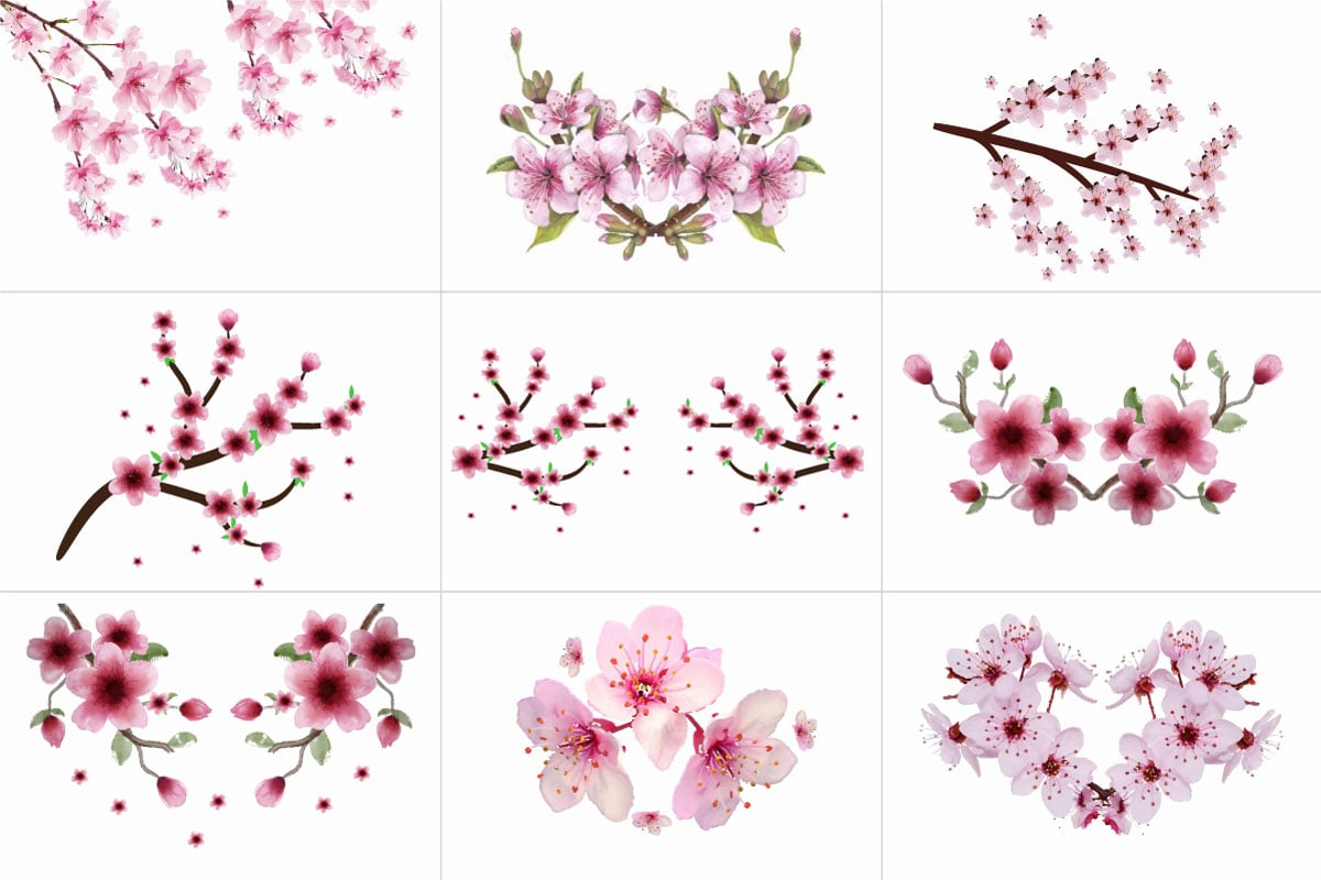 Hand Painted Sakura Cherry Blossom. Watercolor Japanese Cherry Blossom Branch Background