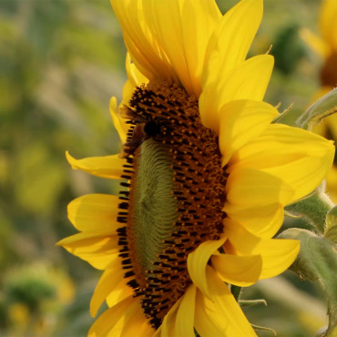 Honeybee Bloom Stock Video 316571