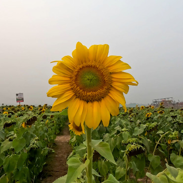 Farming Agriculture Stock Video 321991