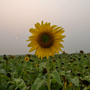 Farming Agriculture Stock Video 321992