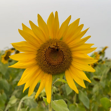 Honeybee Insect Stock Video 321994