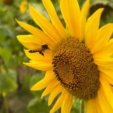 Honeybee Insect Stock Video 321995