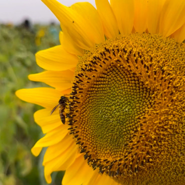 Honeybee Insect Stock Video 321996