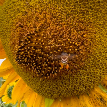 Honeybee Insect Stock Video 321997