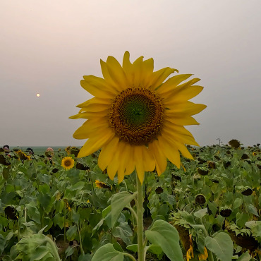 Farming Agriculture Stock Video 321998