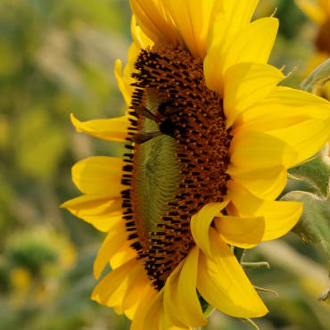 Honeybee Insect Stock Video 321999