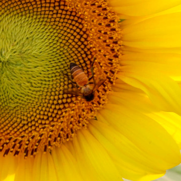 Honeybee Insect Stock Video 322000