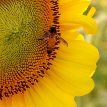 Honeybee Insect Stock Video 322001