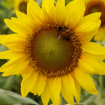 Honeybee Insect Stock Video 322002