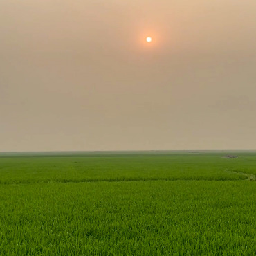 Plantation Scenery Stock Video 322003