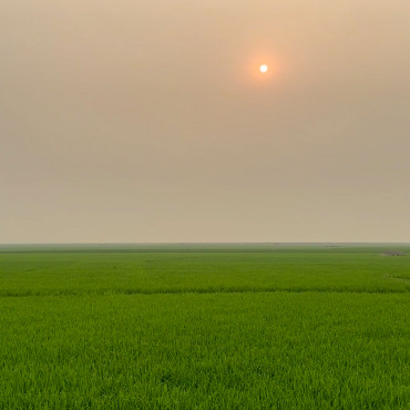 Plantation Scenery Stock Video 322004