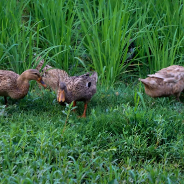 Wild Duck Stock Video 322006