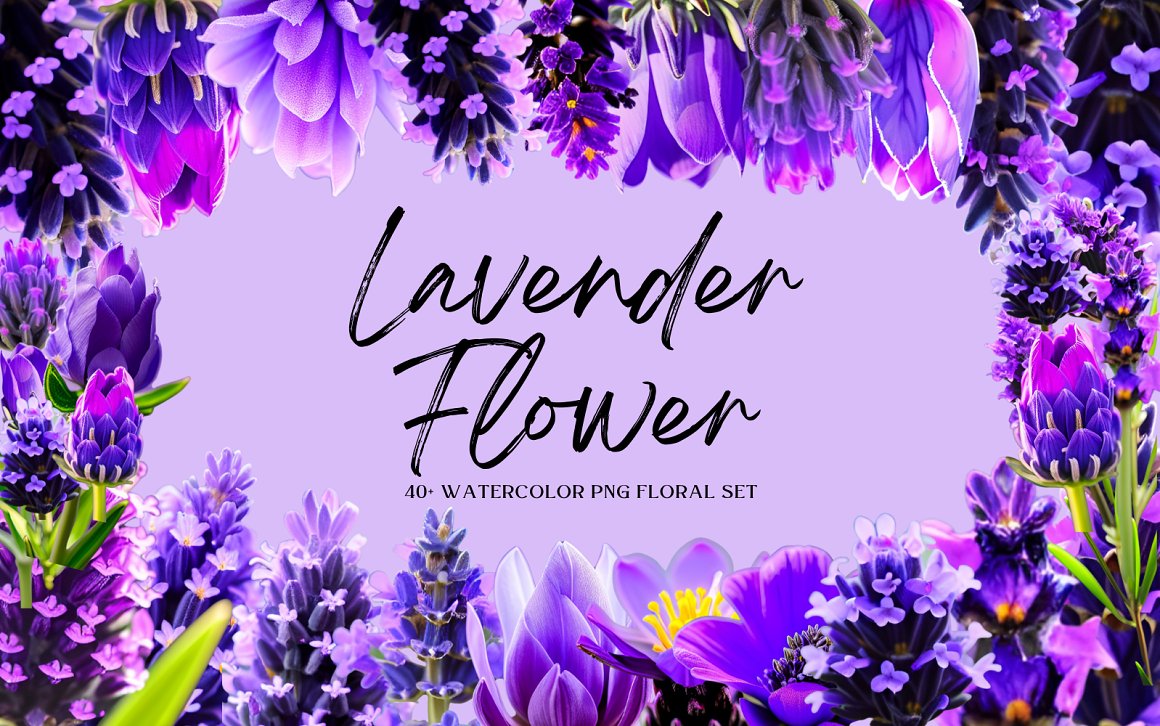 Watercolor Lavender Flower PNG Bundle