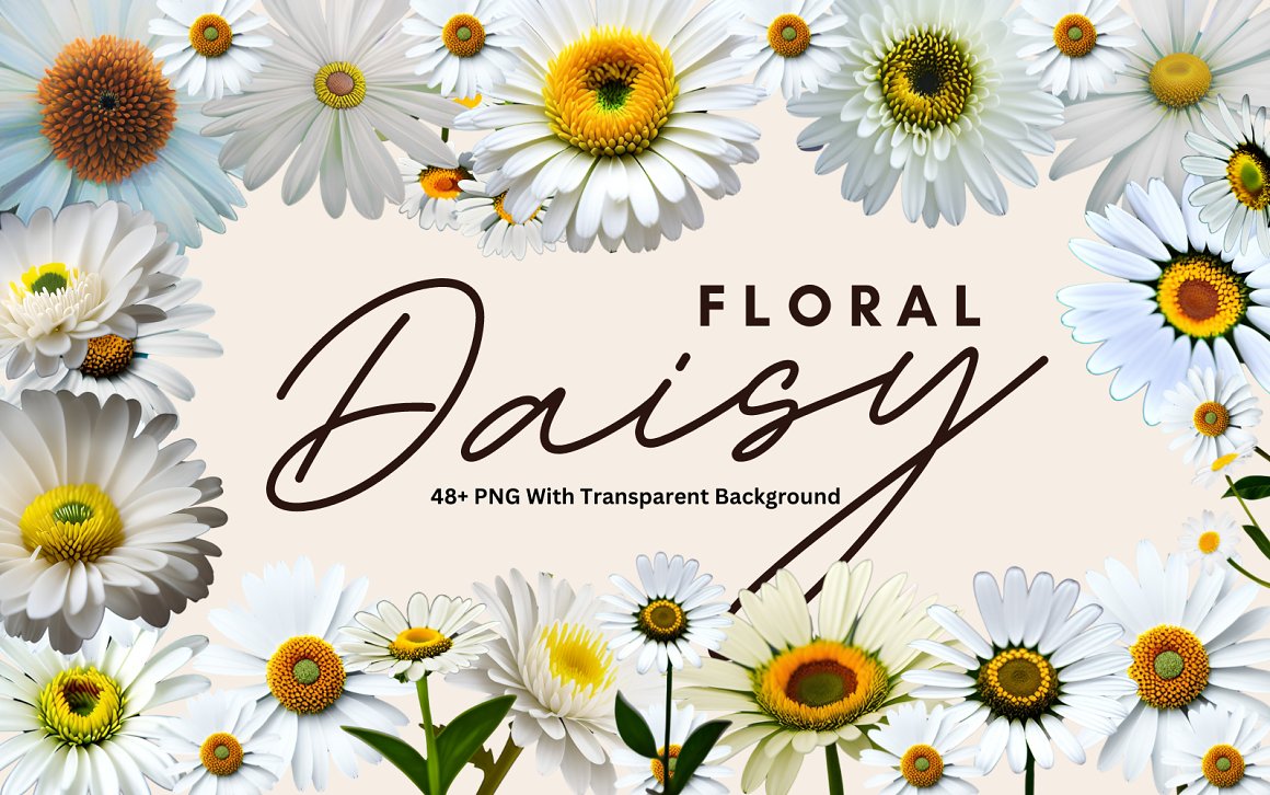 Daisy Floral Premium PNG Bundle