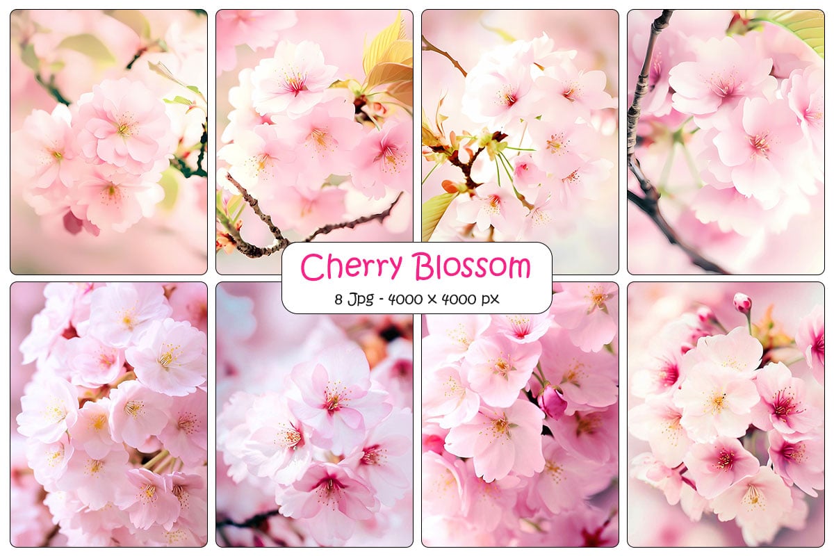 Pink cherry blossom background and Realistic sakura with pink flowers and falling petals