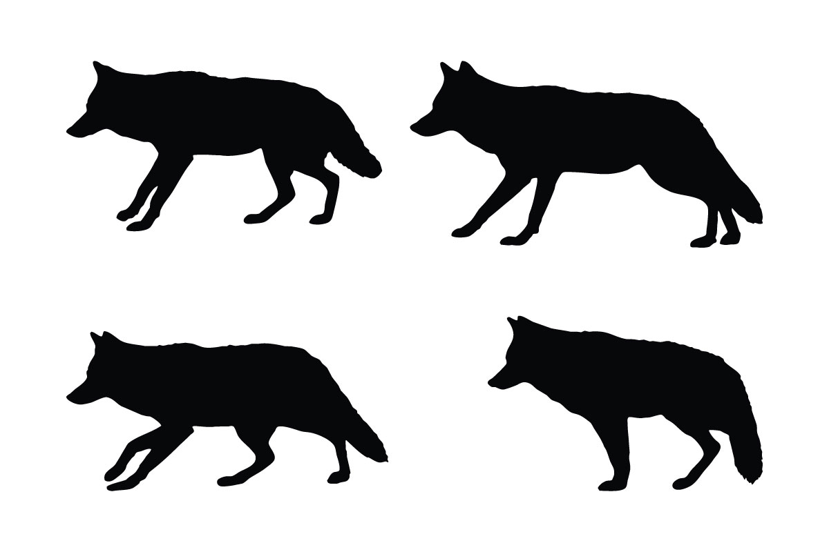 Wild coyote silhouette collection vector