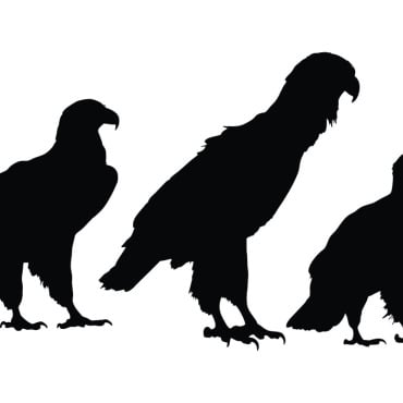 Eagle Silhouette Illustrations Templates 334341