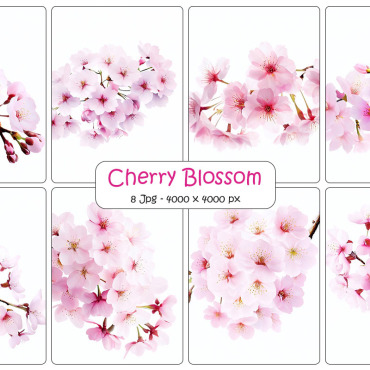 Blossom Floral Backgrounds 334470