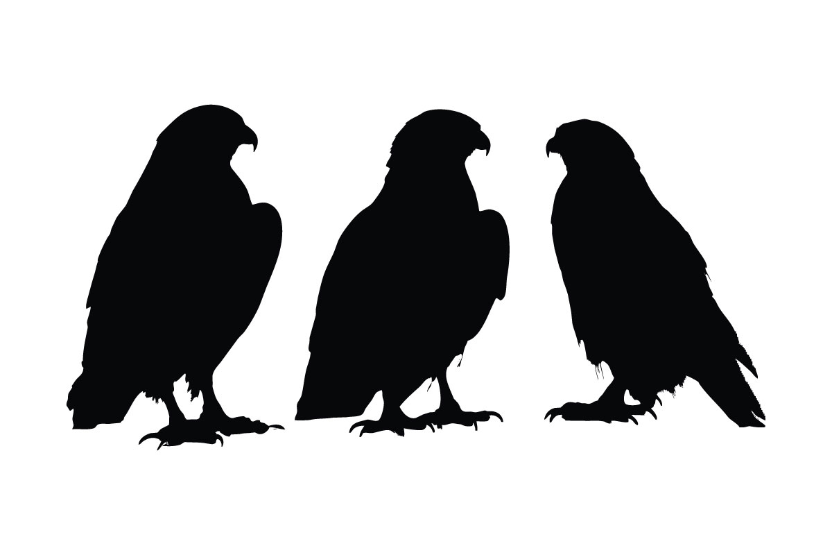 Hawk silhouette in different positions